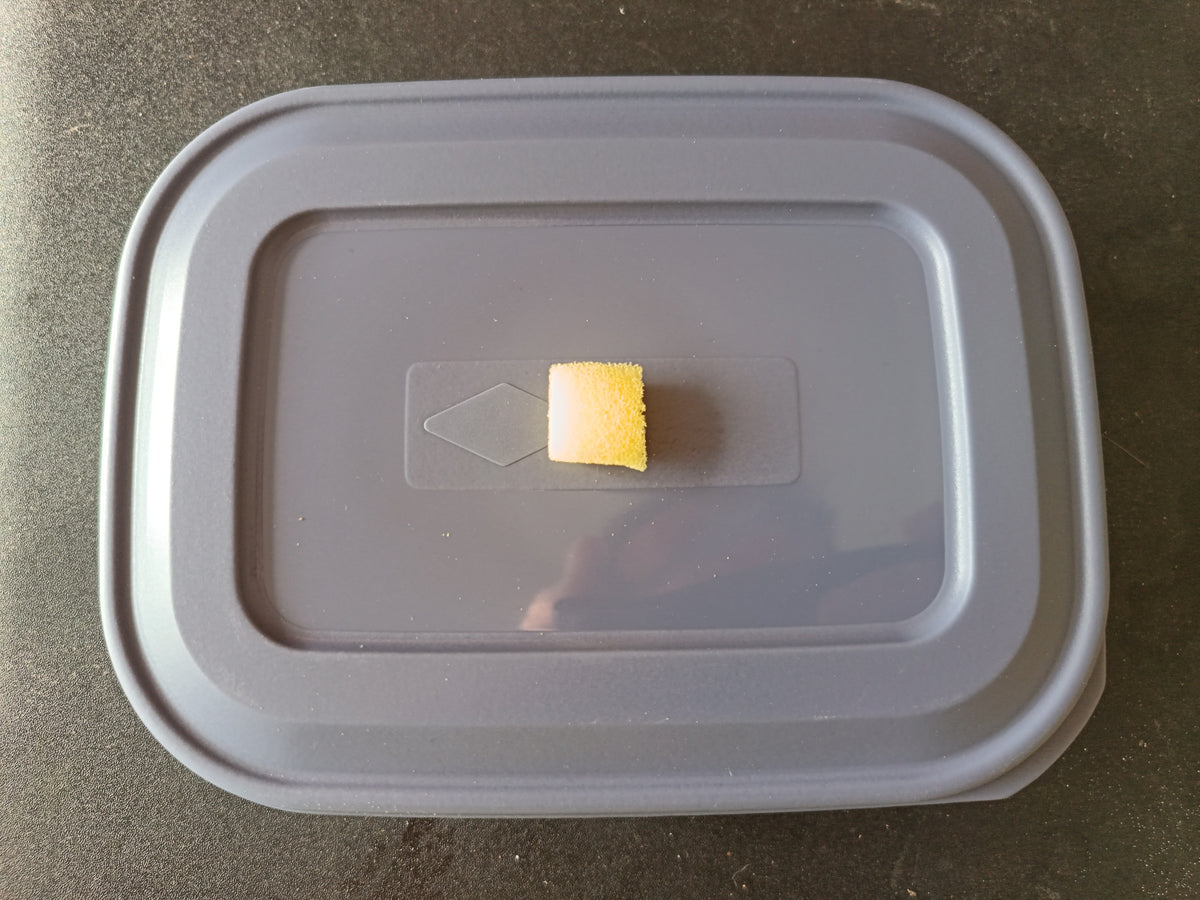 Live Microworm Culture Starter Kit