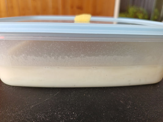 Live Microworm Culture Starter Kit