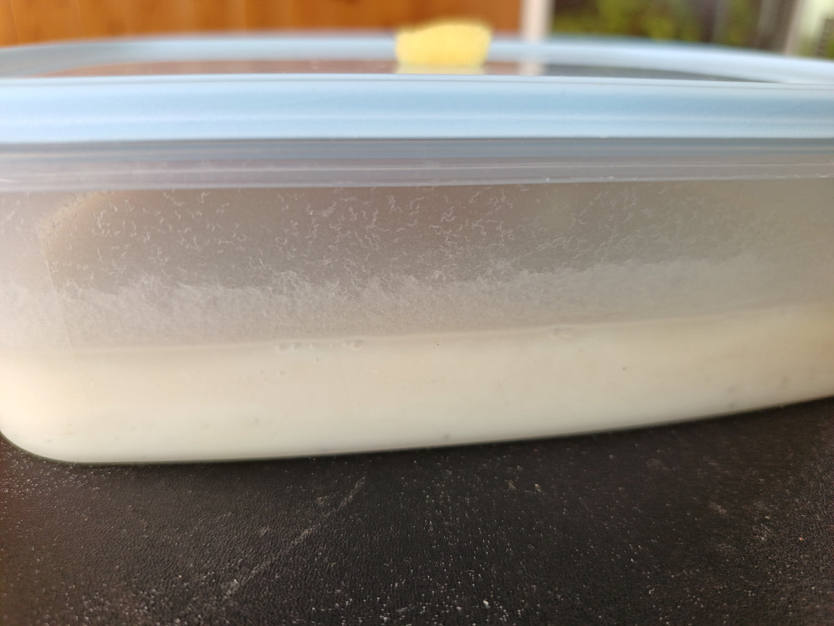 Live Microworm Culture Starter Kit