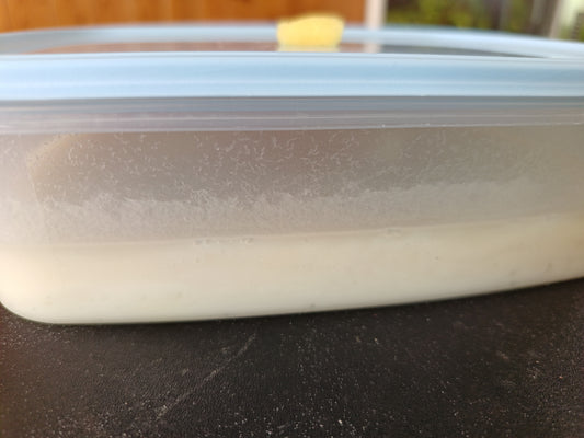 Live Microworm Culture Starter Kit