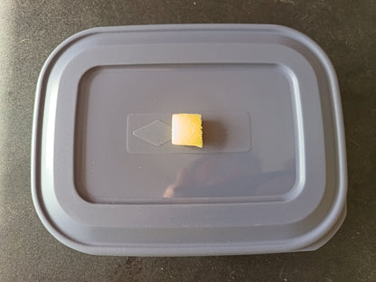 Live Microworm Culture Starter Kit